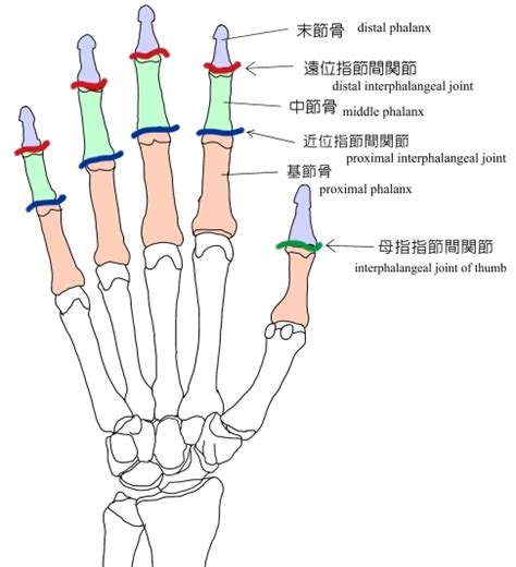 第一指節